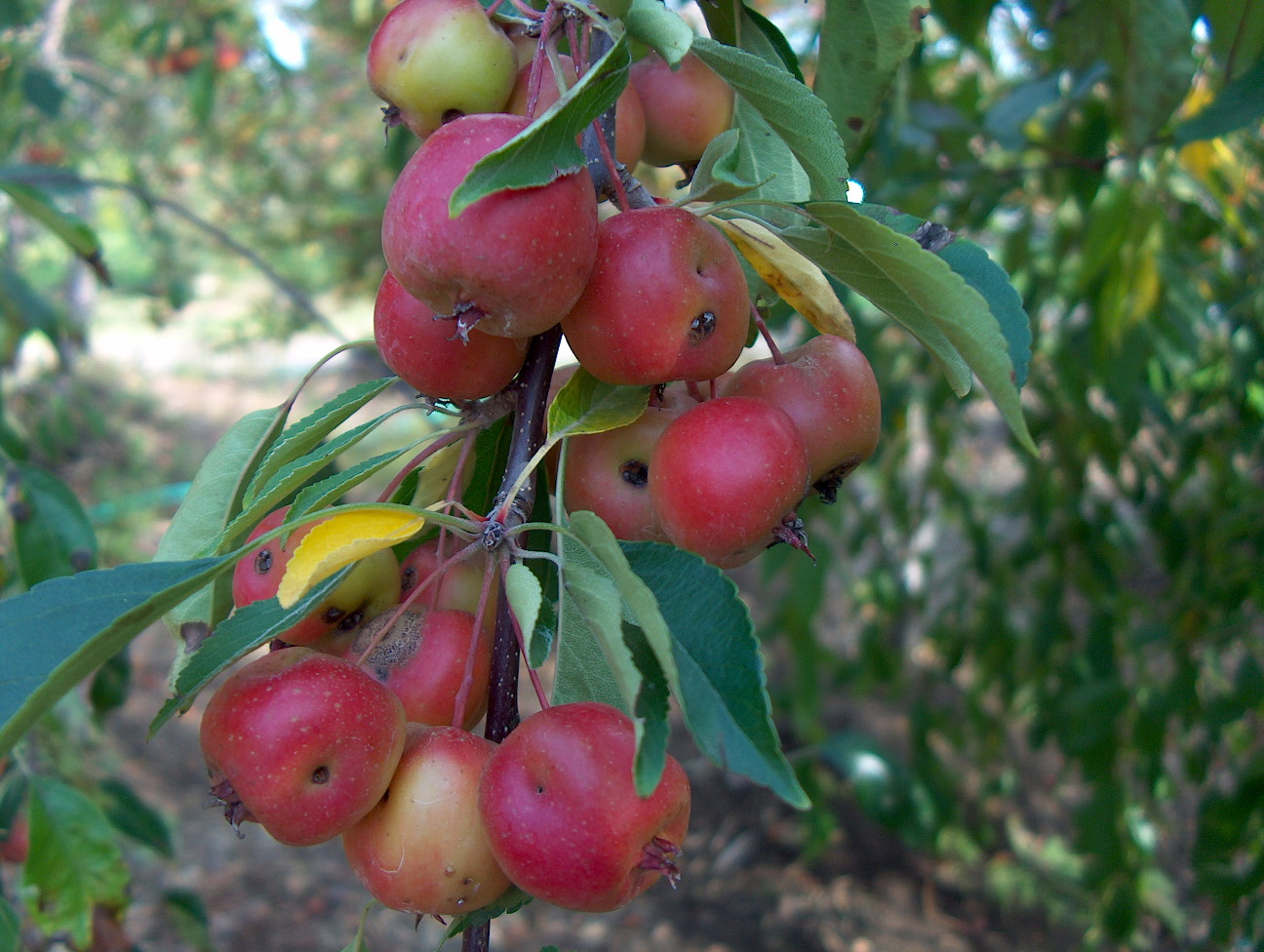 Malus 'Echtermeyer'  / Malus 'Echtermeyer' 