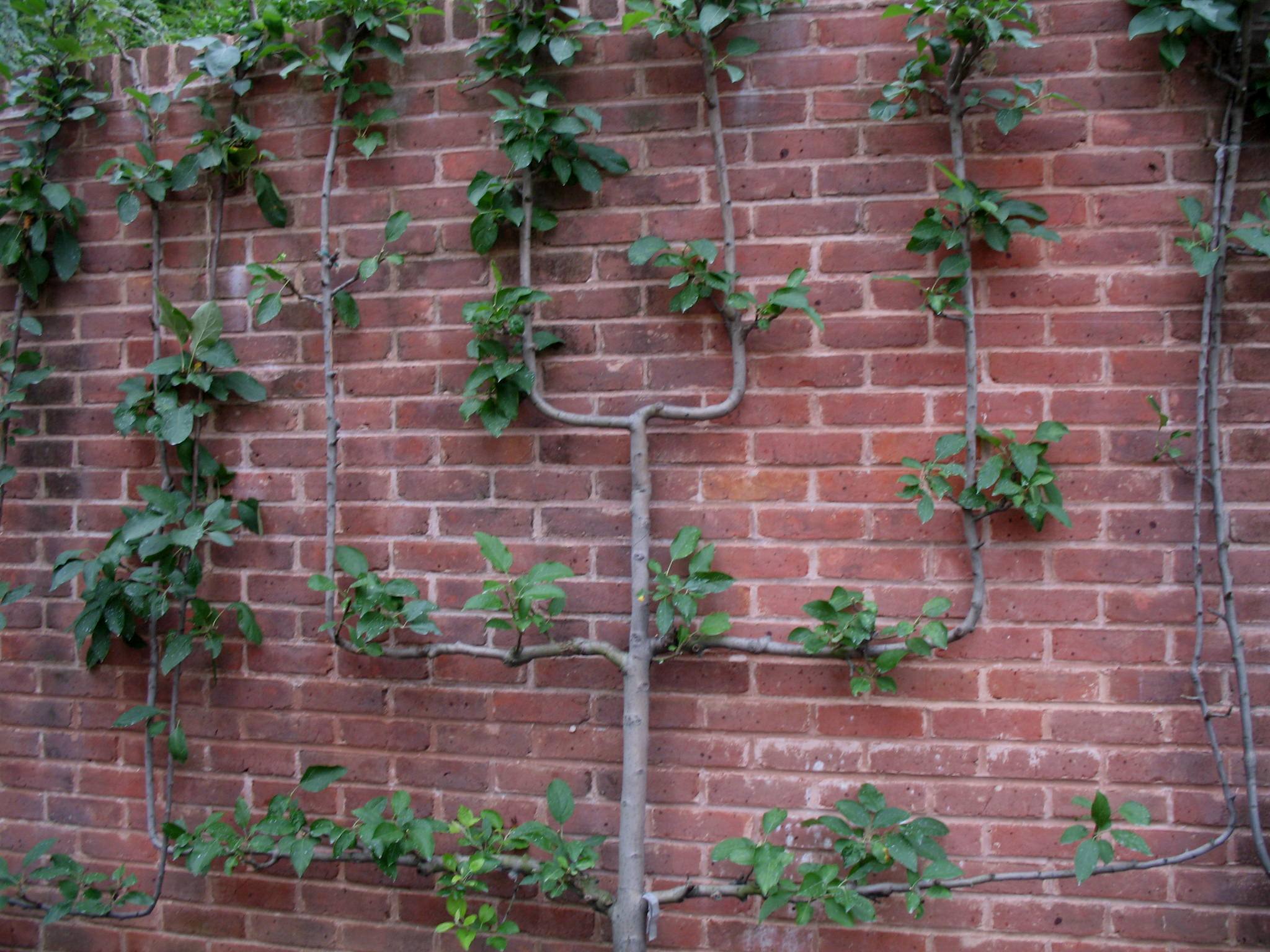 Malus 'Gibson Golden' / Golden Delicious Apple