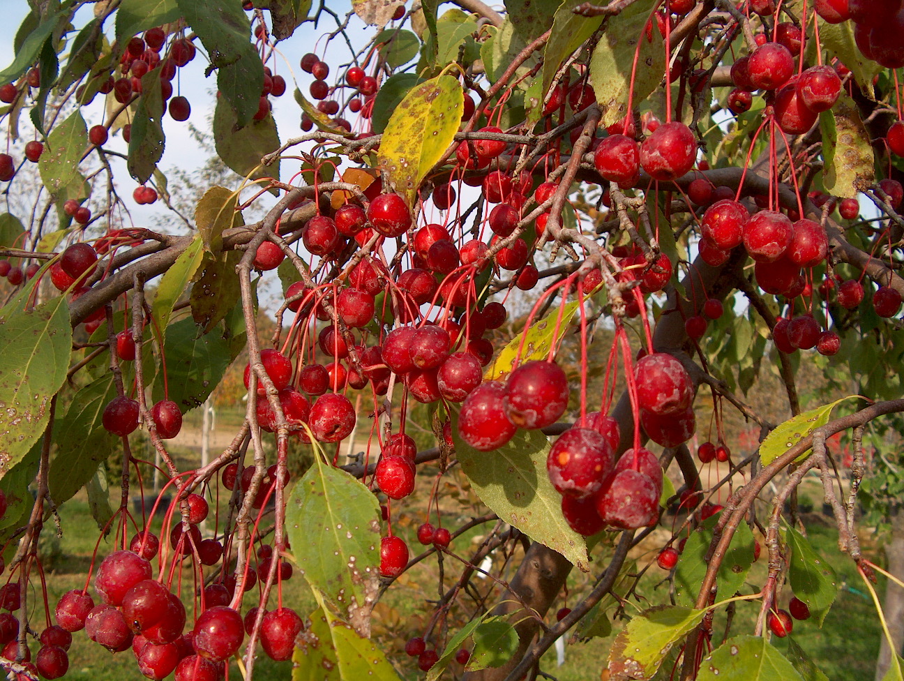 Malus 'Prairifire'  / Prairifire Crabapple