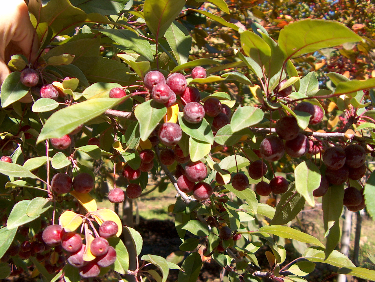 Malus 'Purple Prince'  / Purple Prince Crabapple