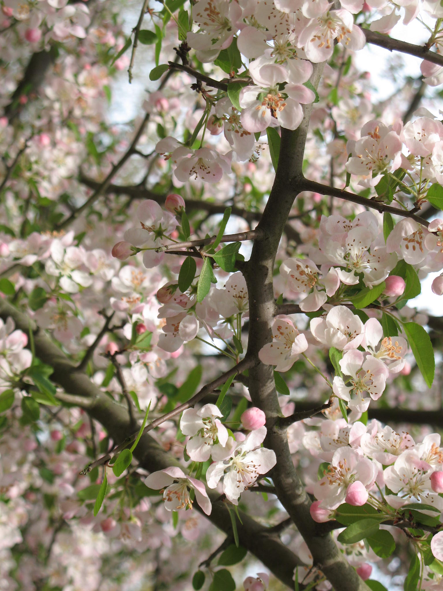 Malus angustifolia  / Southern Crabapple