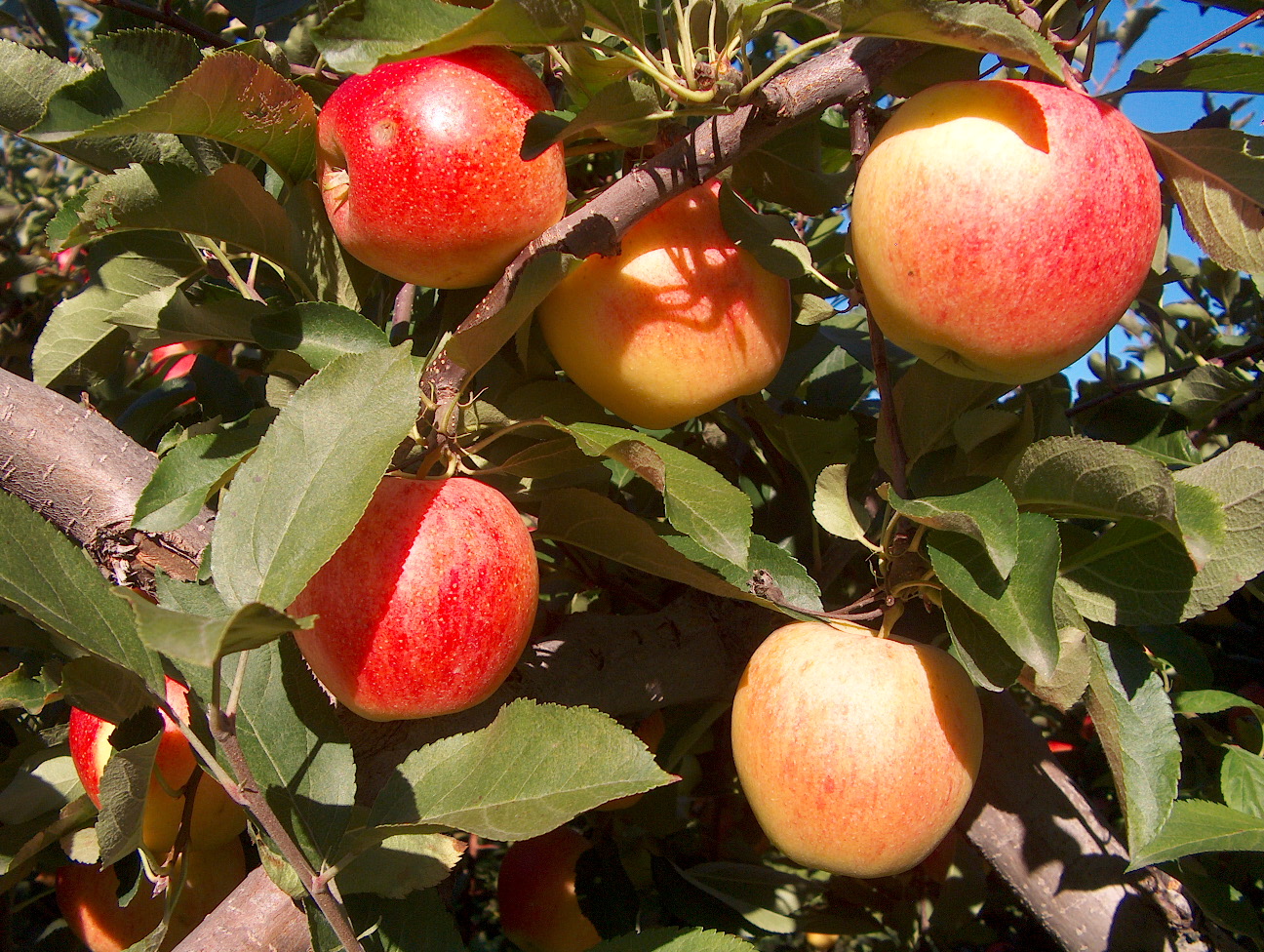 Malus domestica 'Gala' / Malus domestica 'Gala'