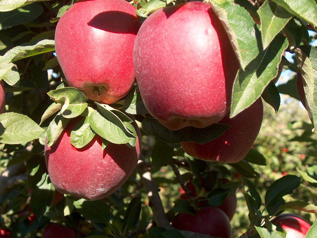 Malus domestica 'Red Delicious'  / Red Delicious Apple