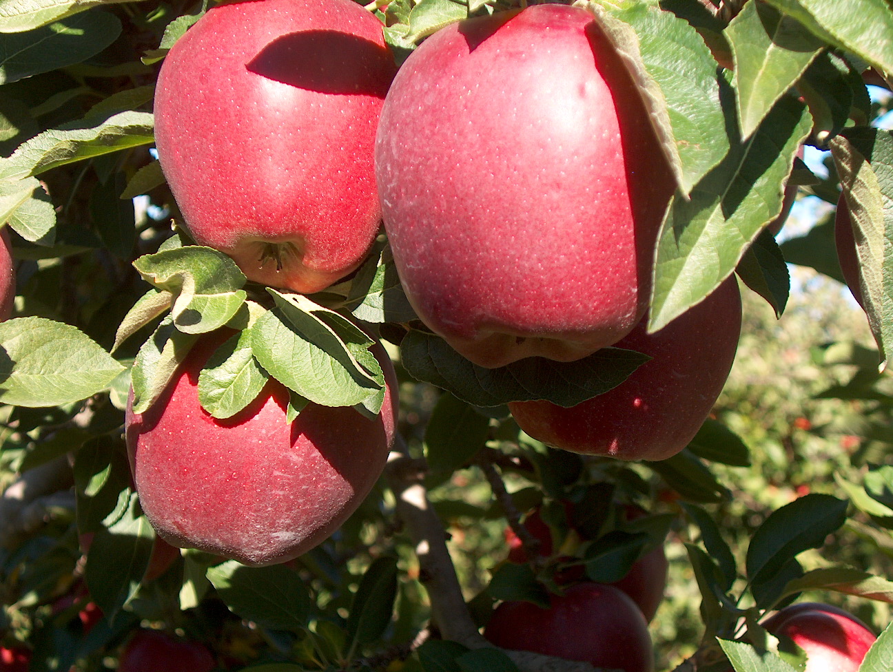 Malus domestica 'Red Delicious'  / Malus domestica 'Red Delicious' 