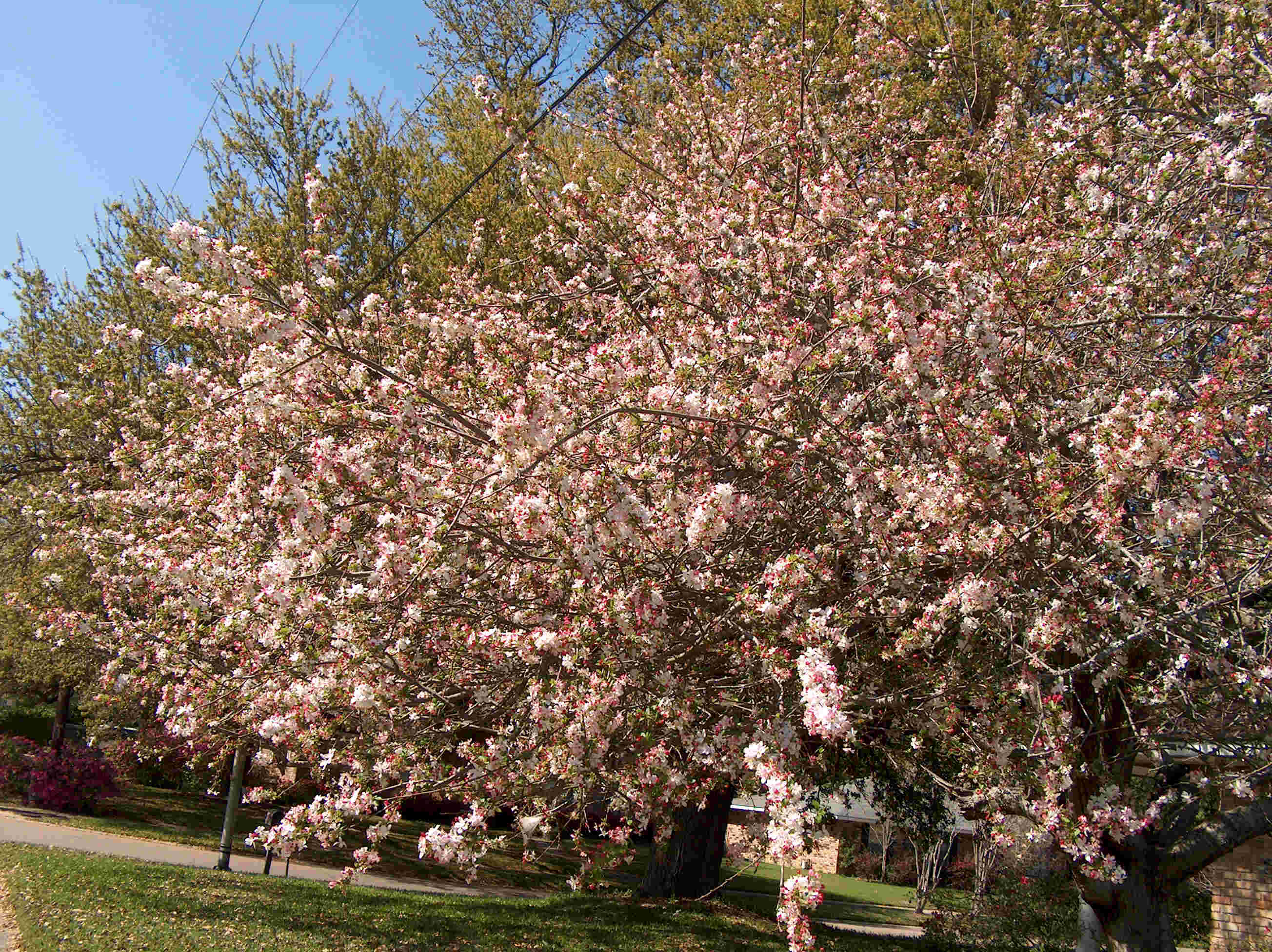 Malus floribunda  / Japanese Crabapple