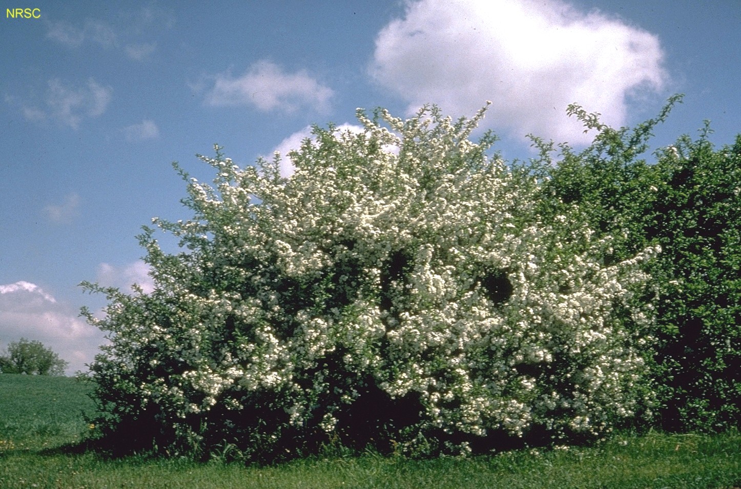 Malus sargentii  / Sargent's Flowering Crabapple