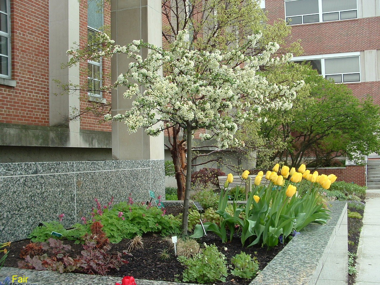 Malus sargentii ‘Tina’  / Tina's Crabapple