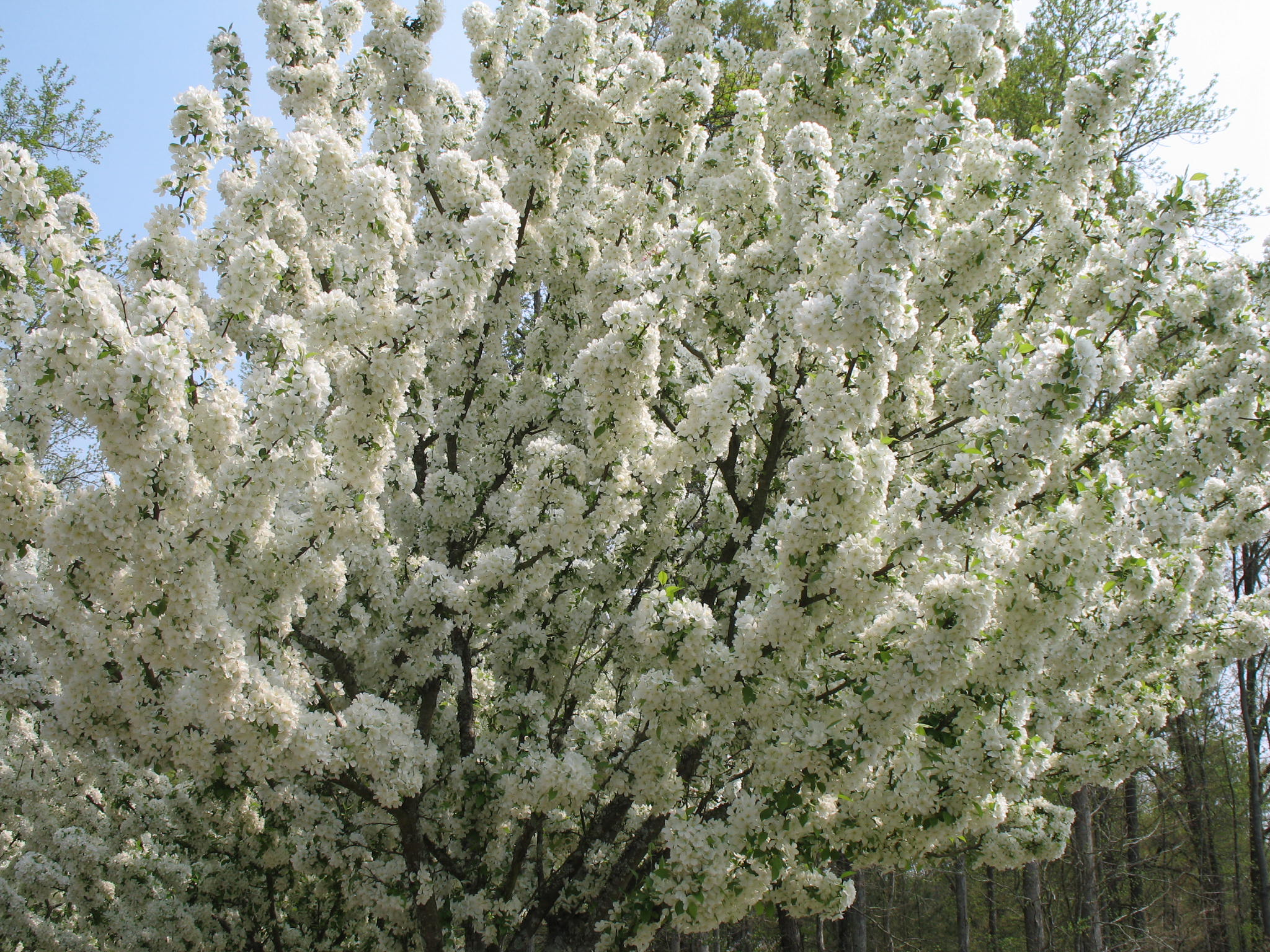 Malus sieboldii / Siebold Crabapple.