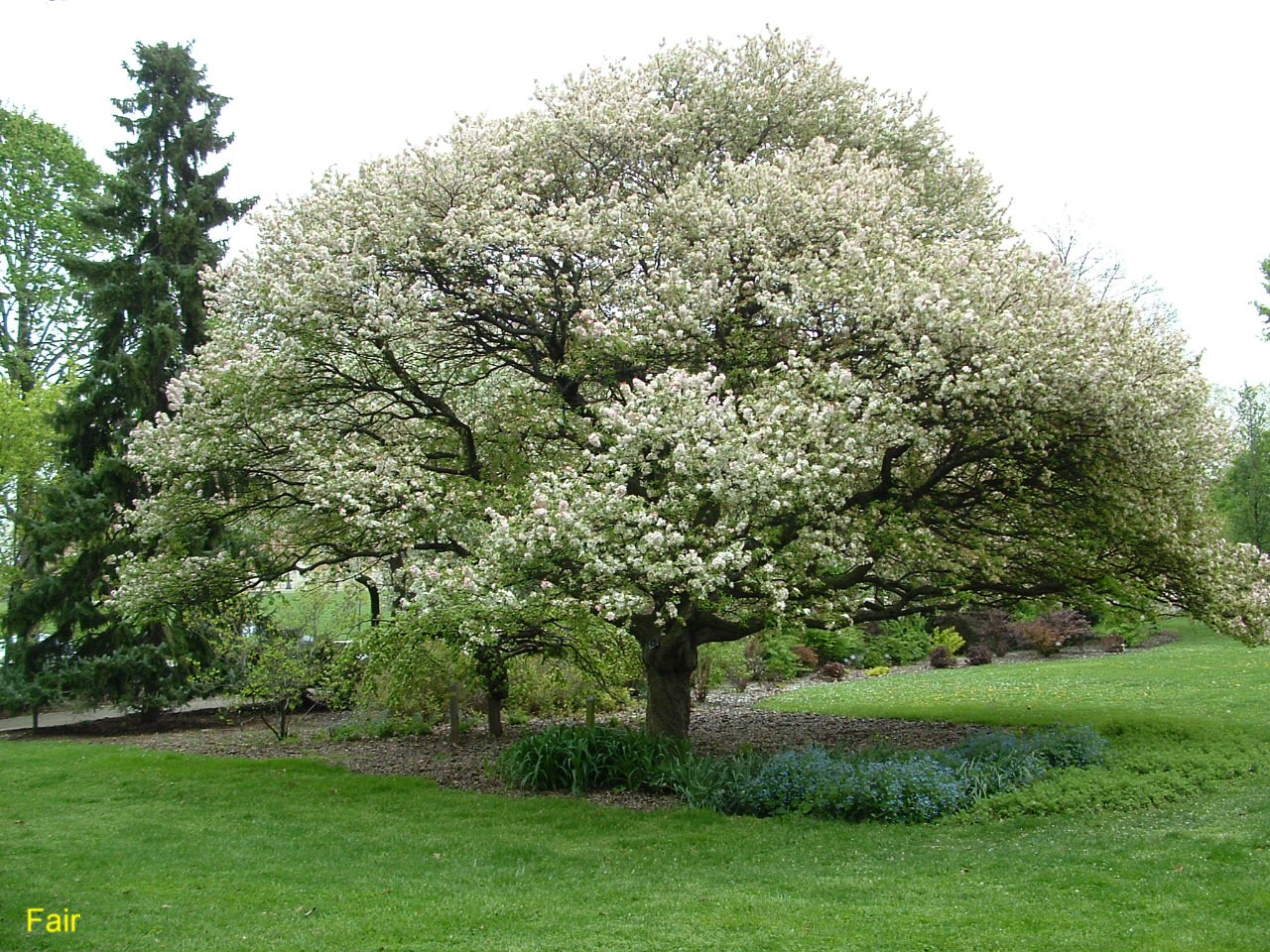 Malus 'Coralburst' / Coralburst Crabapple