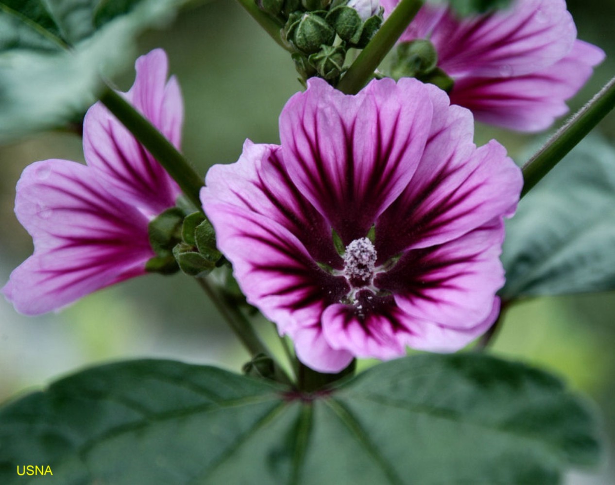 Malva sylvestris 'Zebrina'  / Zebra Mallow