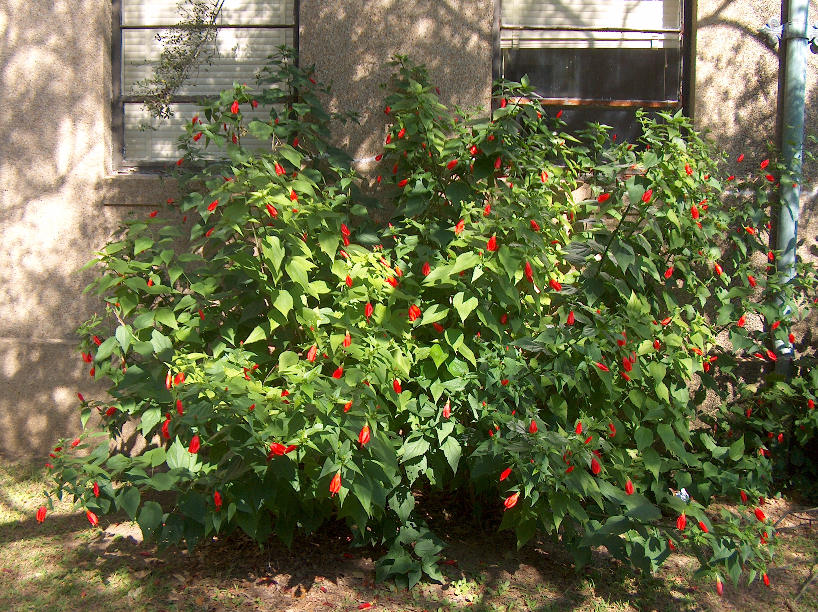 Malvaviscus arboreus  / Giant Turk's Cap