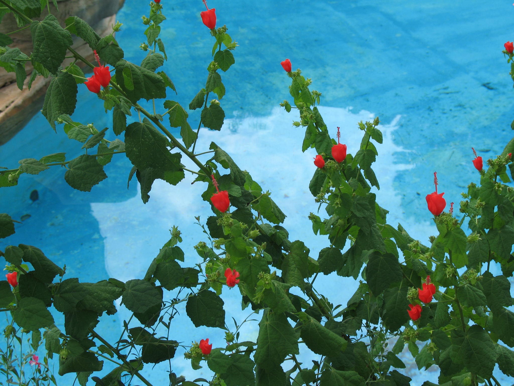 Malvaviscus arboreus var. drummondii  / Wax Mallow