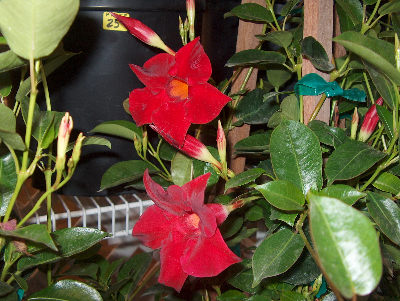 Mandevilla 'Sun Parasol Crimson'  / Sun Parasol Mandevilla