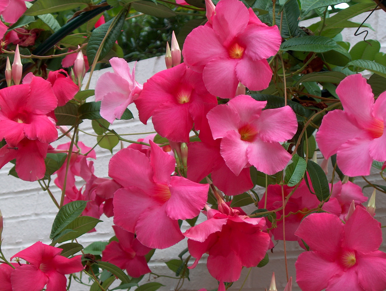 Mandevilla x amabilis 'Red Velvet'  / Mandevilla x amabilis 'Red Velvet' 