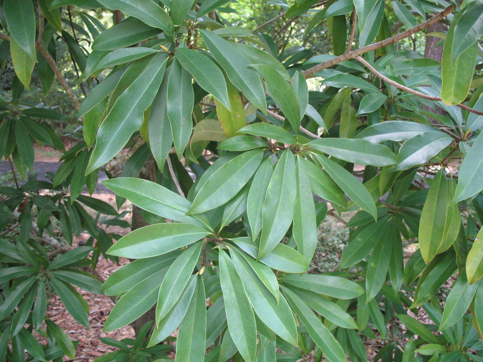 Manglietia fordiana  / Magnolia Fordiana