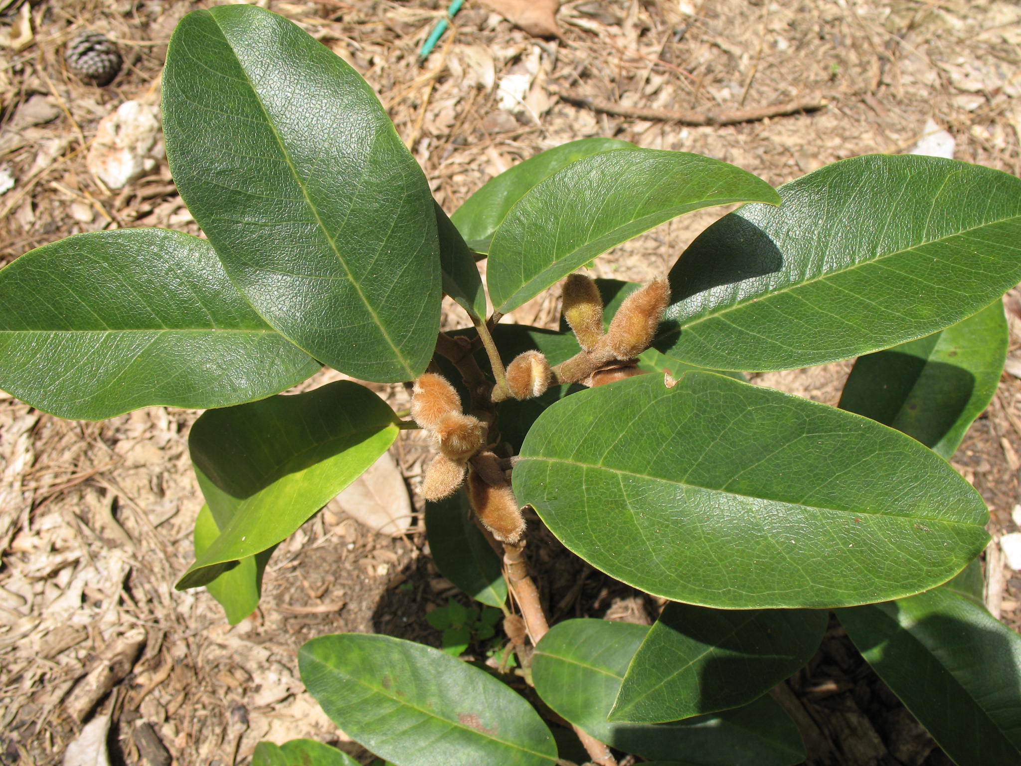 Manglietia ingrata  / NA