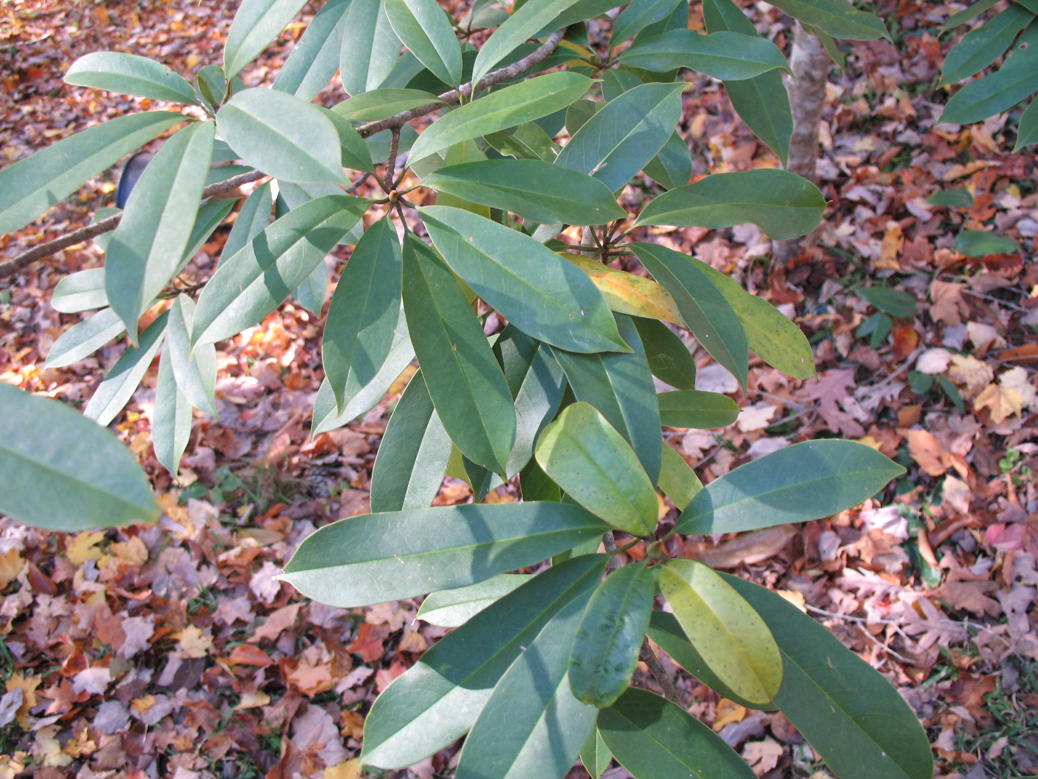 Manglietia insignis / Red Lotus Tree