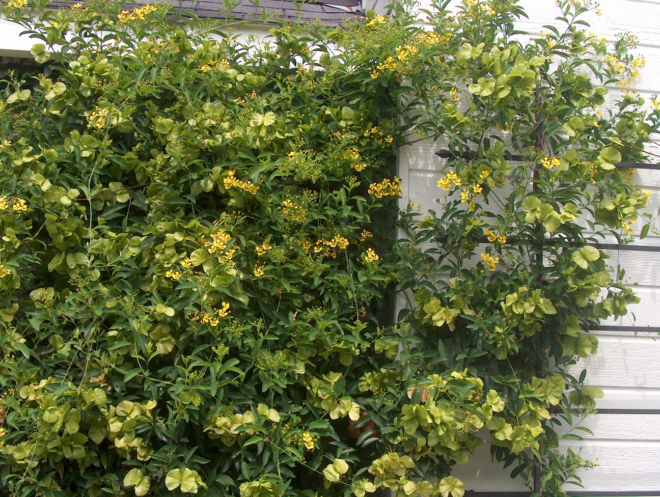 Mascagnia macroptera  / Butterfly Vine