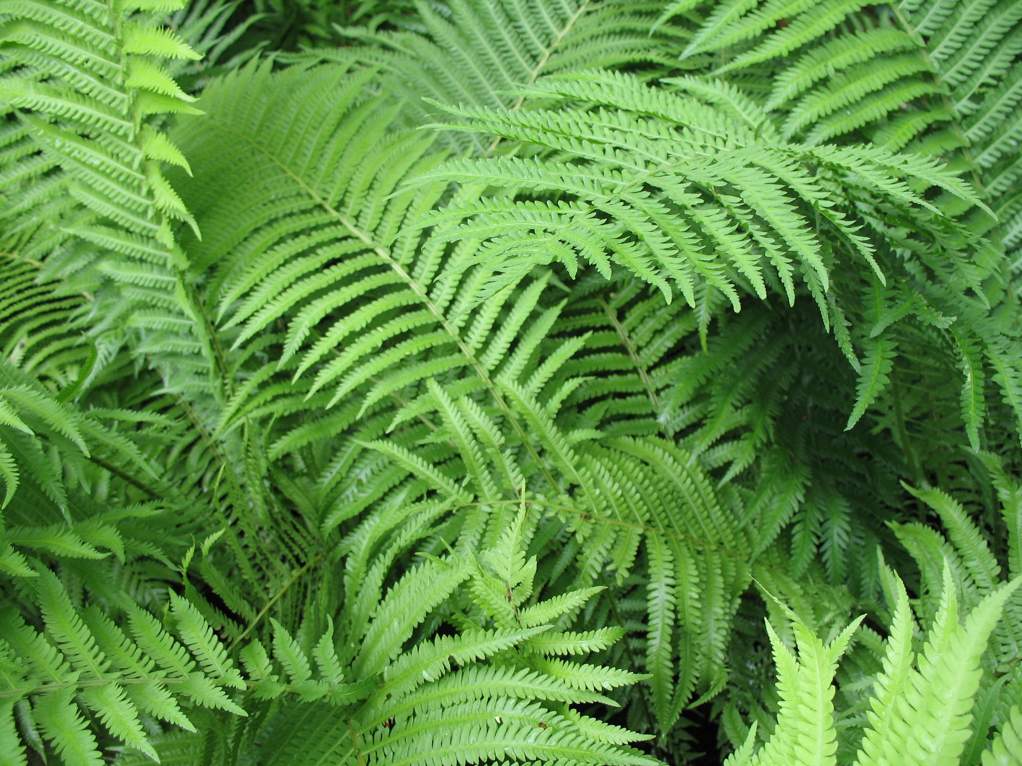 Matteuccia struthiopteris 'The King'  / Jumbo Ostrich Fern