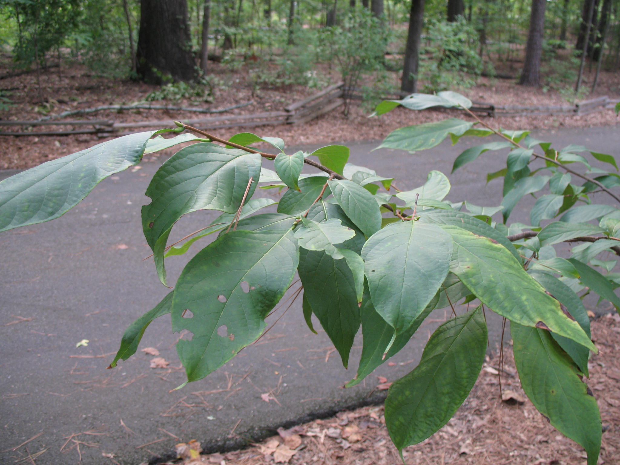 Melliodendron xylocarpum   / Chinese Parasol