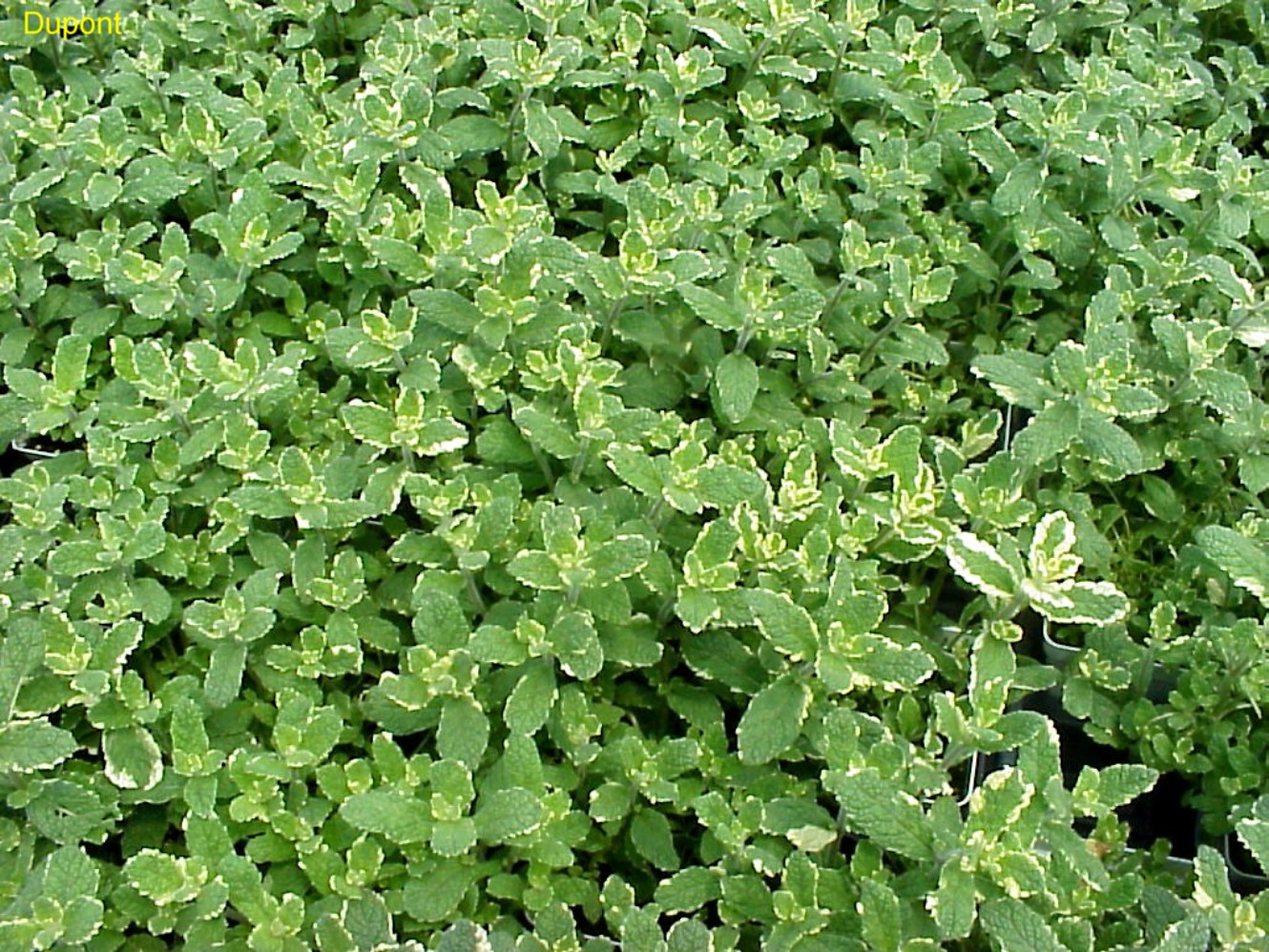 Mentha spicata 'Frosty Lace'  / Mentha spicata 'Frosty Lace' 