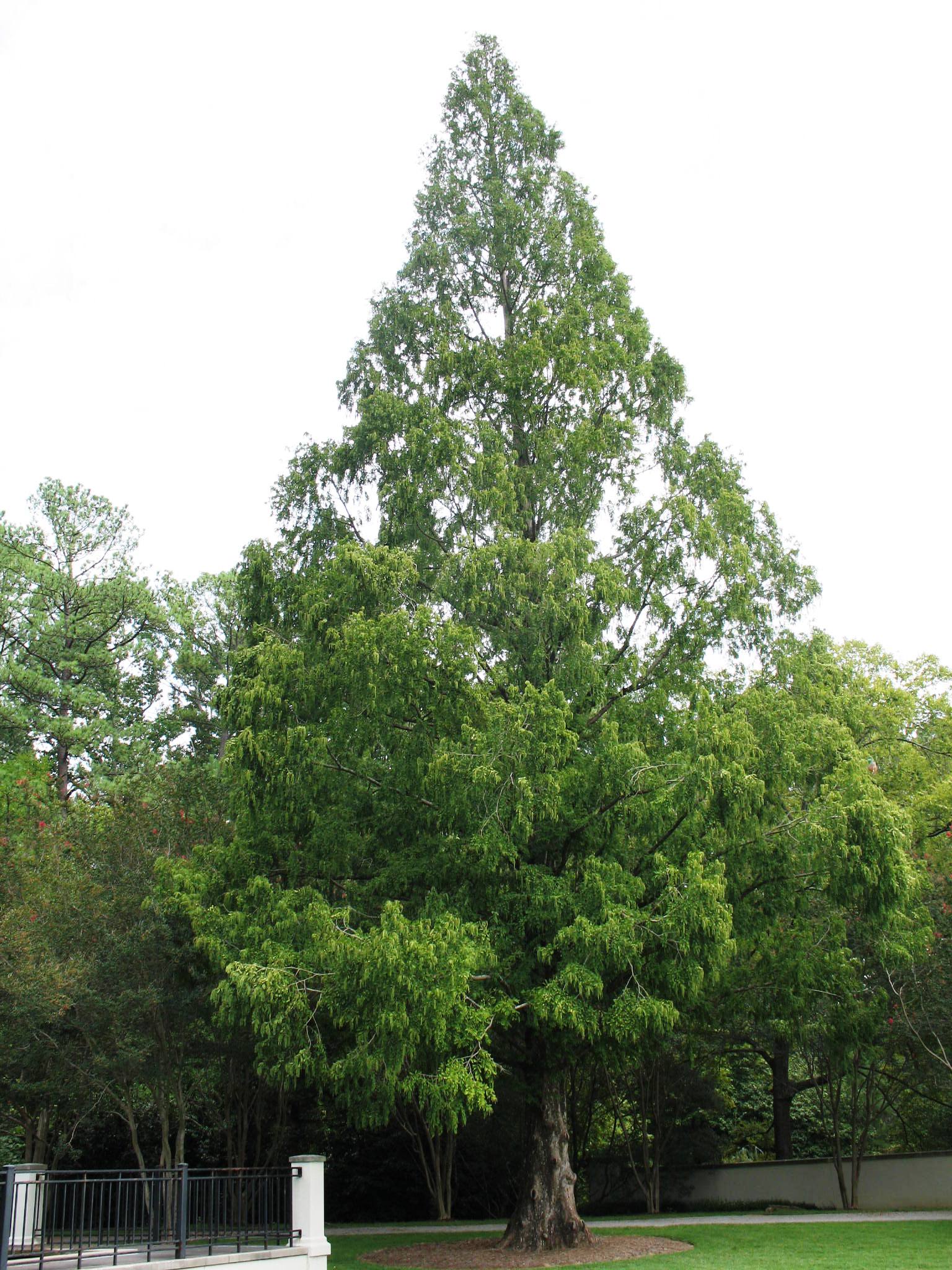 Metasequoia glyptostroboides   / Dawn Redwood