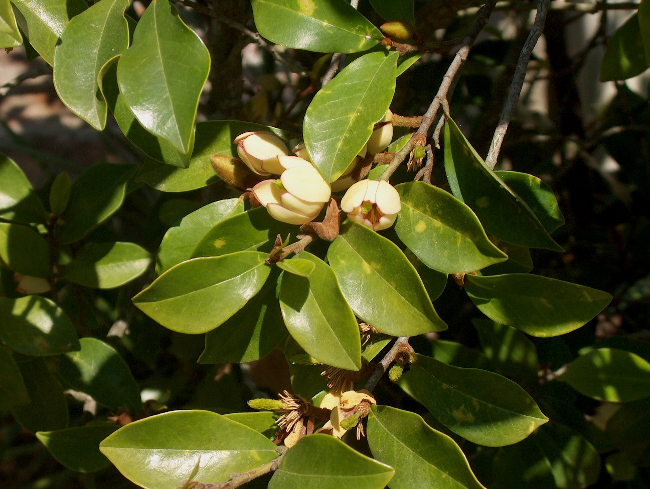 Michelia figo  / Banana Shrub