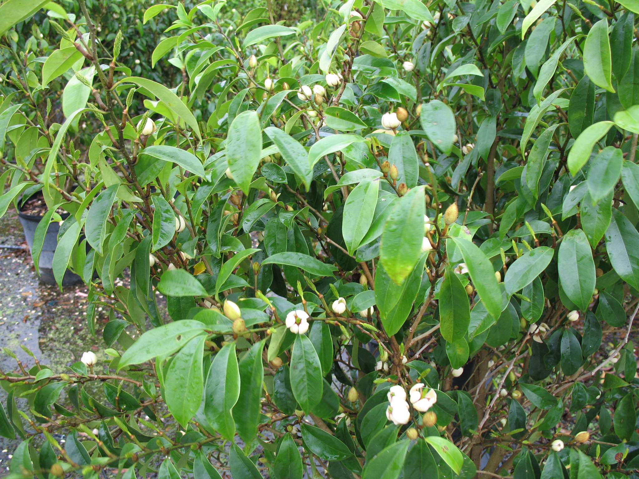 Michelia skinneriana / Hybrid Banana Shrub