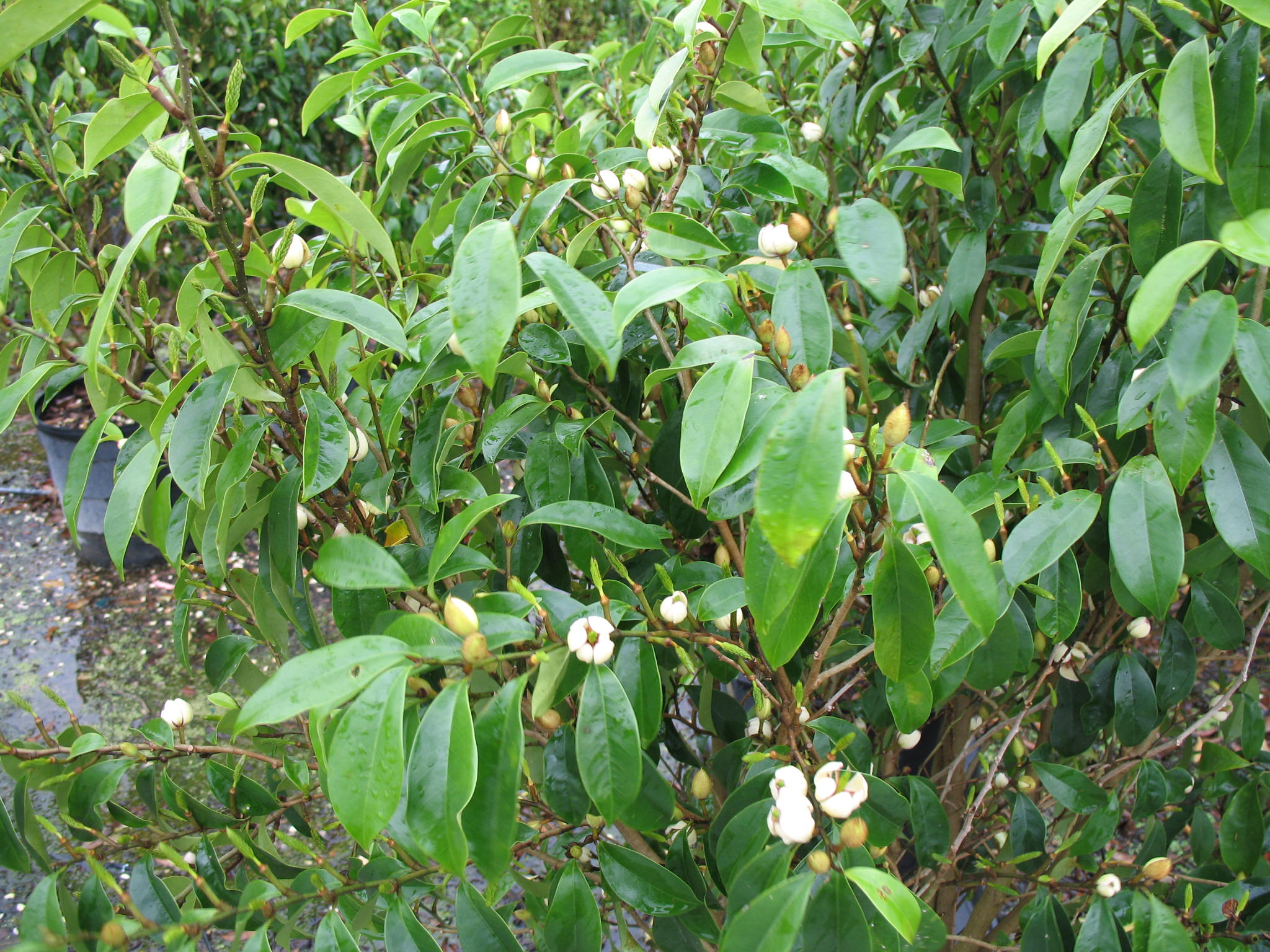 Michelia skinneriana / Michelia skinneriana