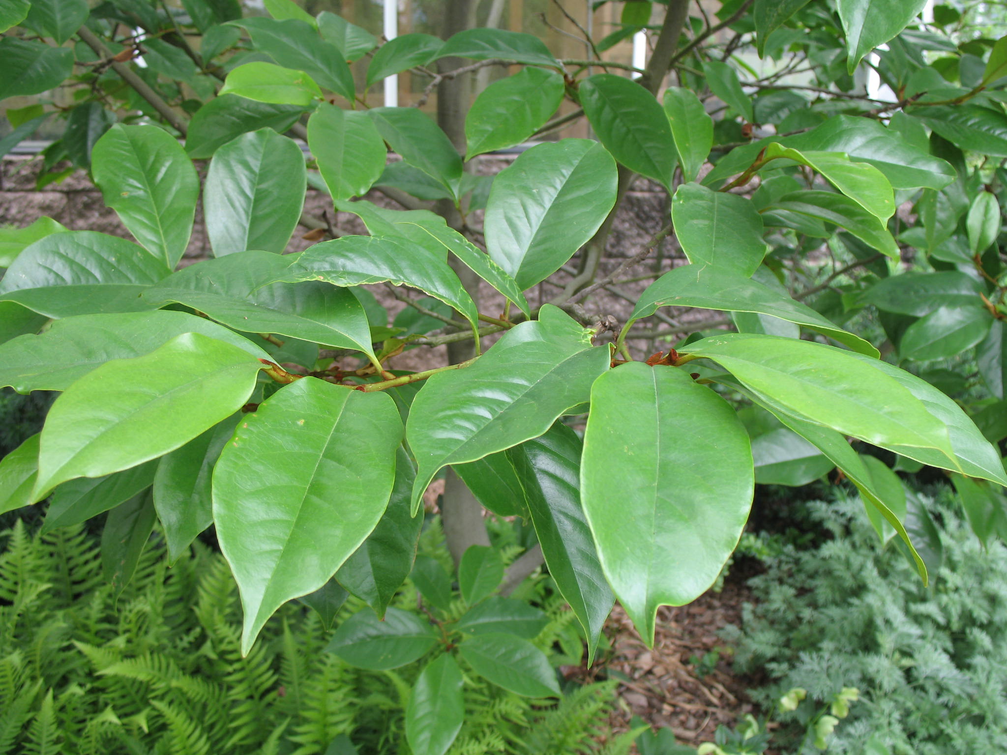 Michelia x foggii 'Jack Fog'   / Jack Fog Banana Shrub