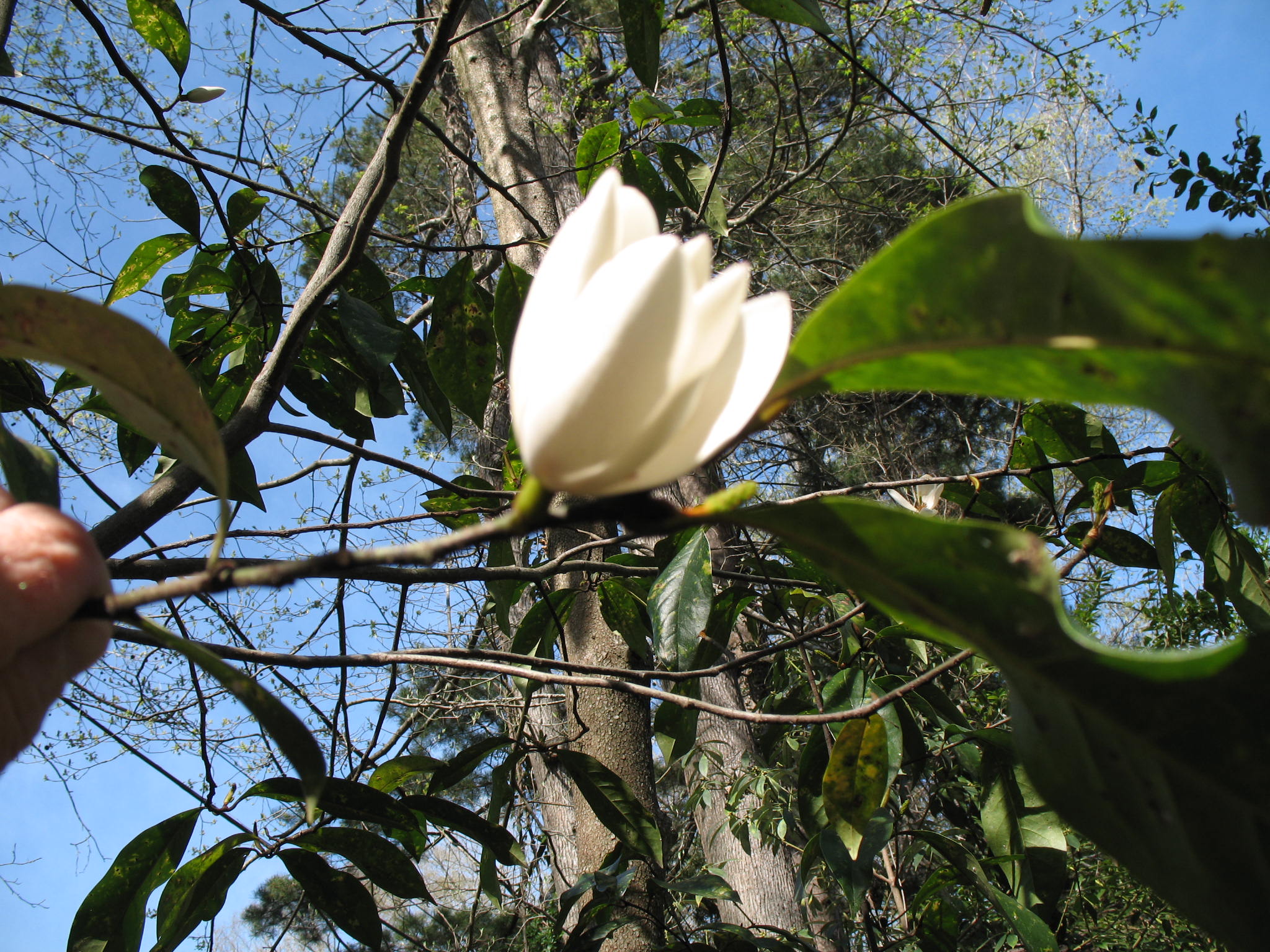 Michelia x foggii  / Improved Banana Shrub