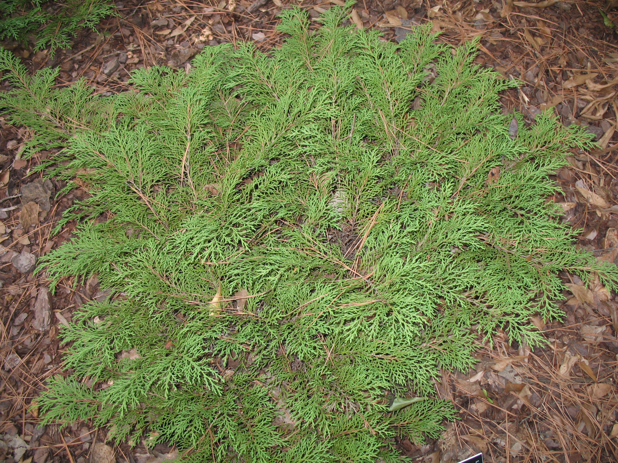 Microbiota decussata   / Russian Arborvitae