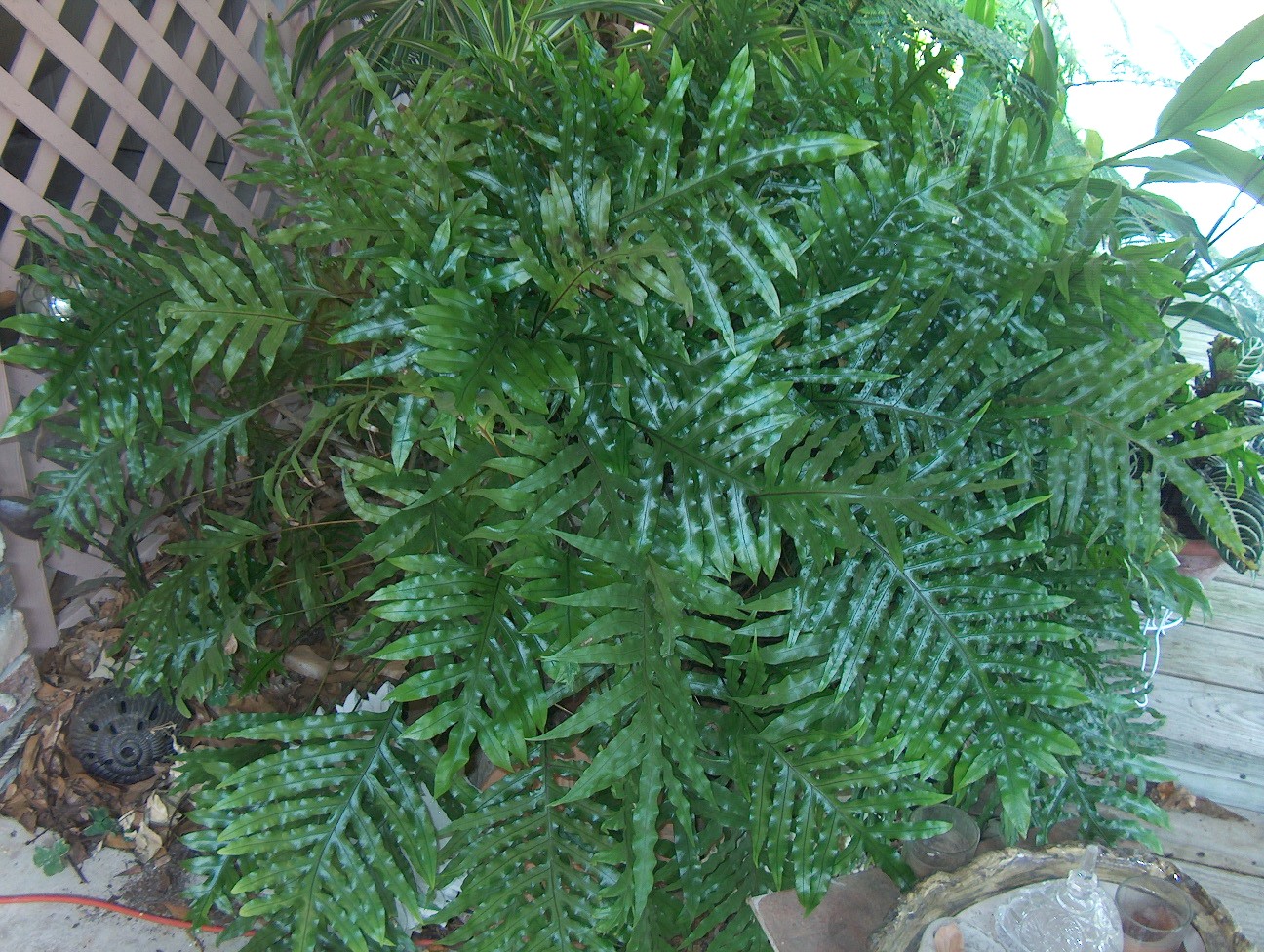 Microsorum pustulatum  / Kangaroo Fern