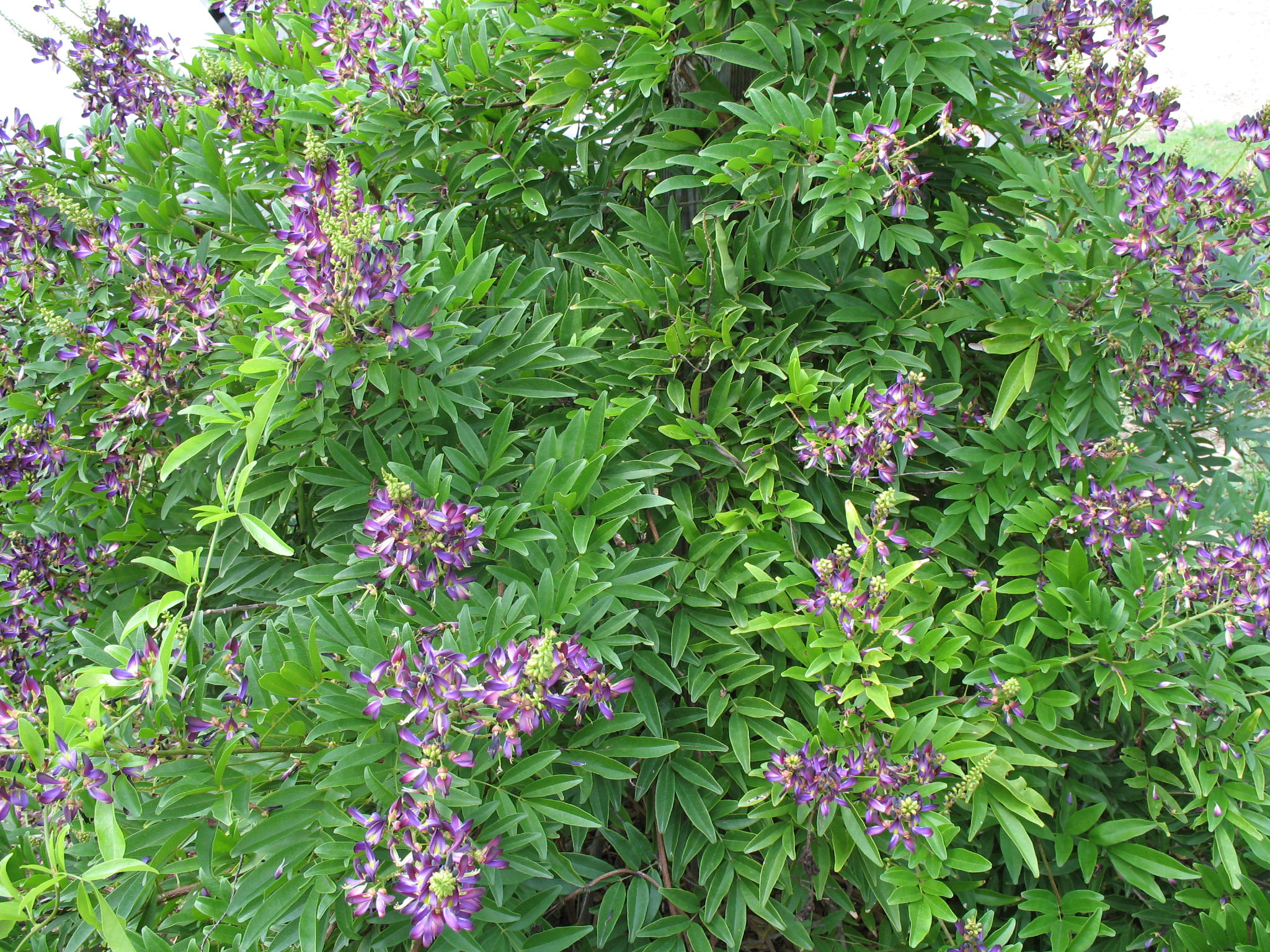 Millettia reticulata  / Evergreen Wisteria