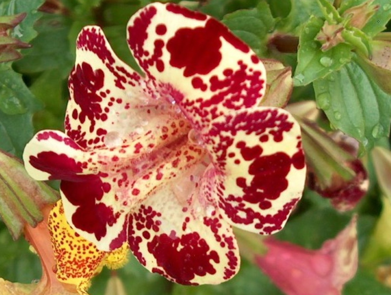 Mimulus tigrinus grandiflora  / Mimulus tigrinus grandiflora 