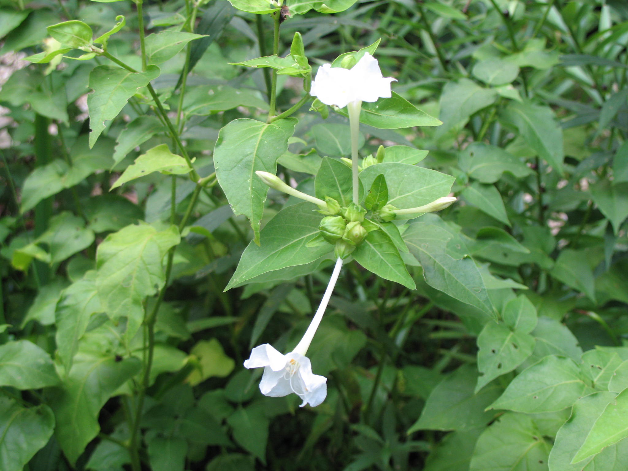 Mirabilis jalapa  / Four O'Clock