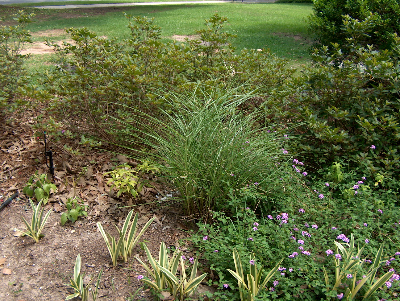 Miscanthus sinensis 'Adagio'  / Japanese Silver Grass