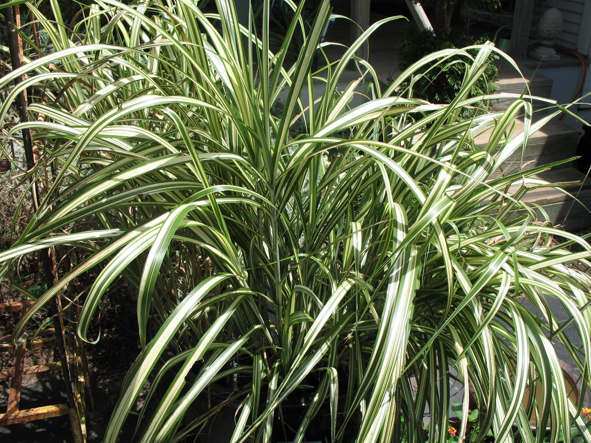 Miscanthus sinensis 'Cabaret' / Japanese Cabaret Silver Grass