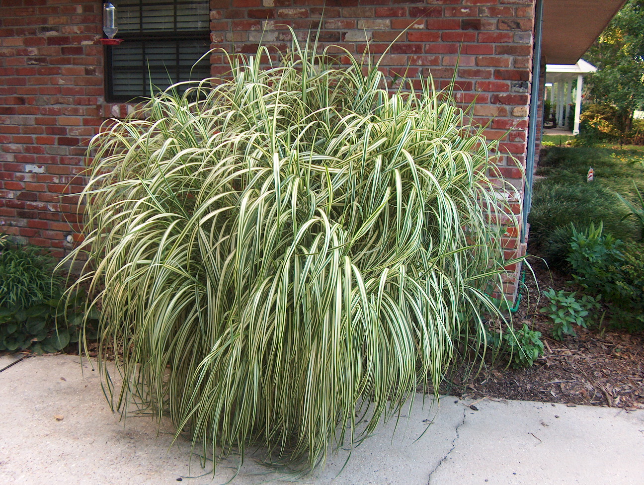 Miscanthus sinensis  / Chinese Silver Grass