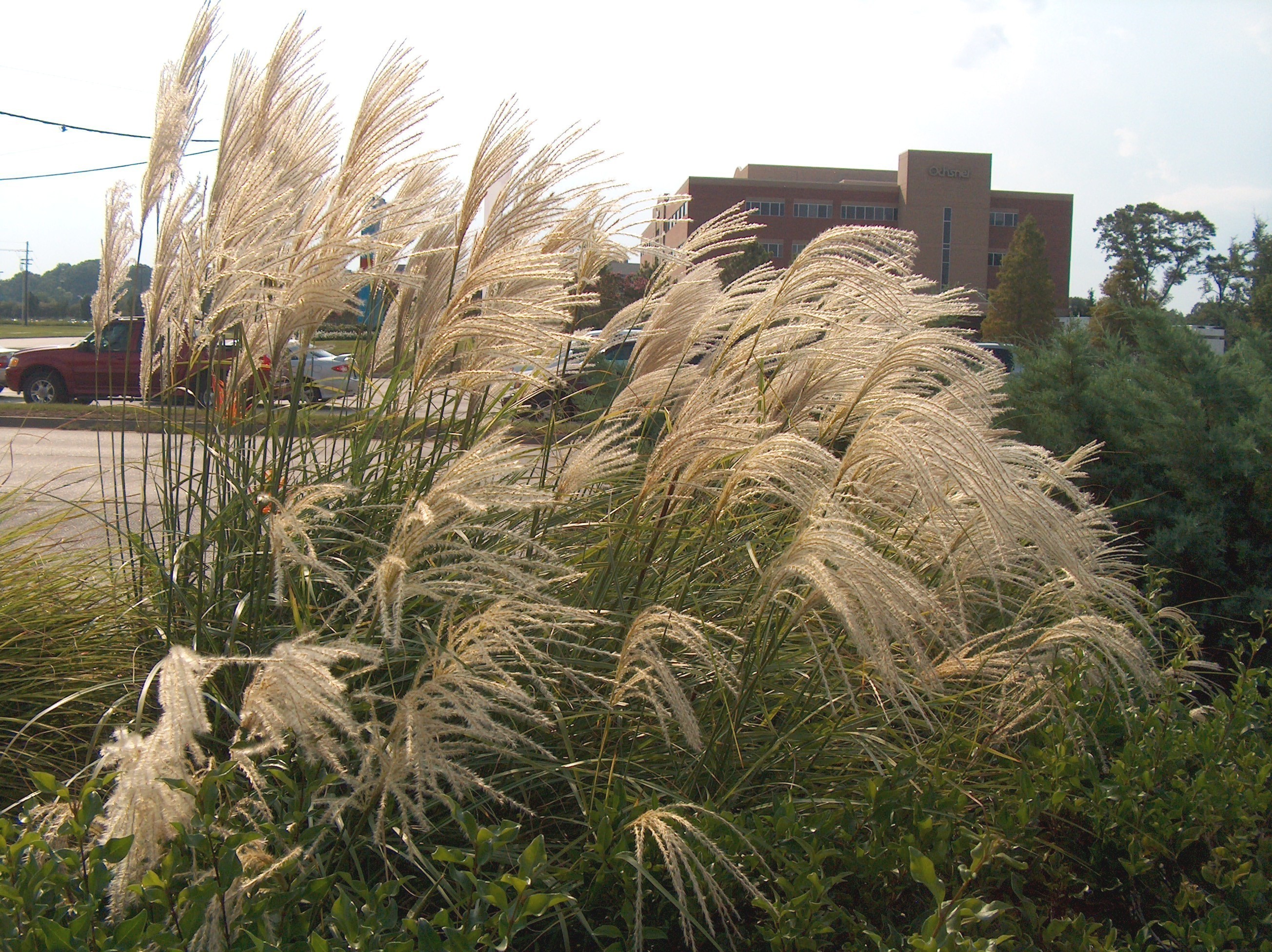 Miscanthus sinensis 'Gracillimus'  / Miscanthus sinensis 'Gracillimus' 