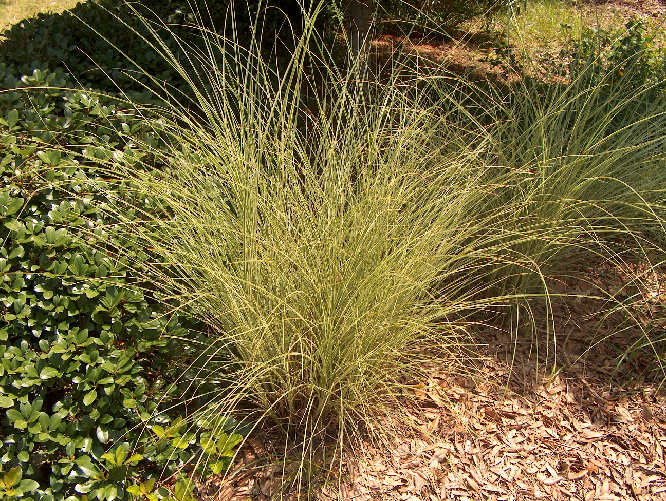 Miscanthus sinensis 'Morning Light'  / Morning Light Maiden Grass