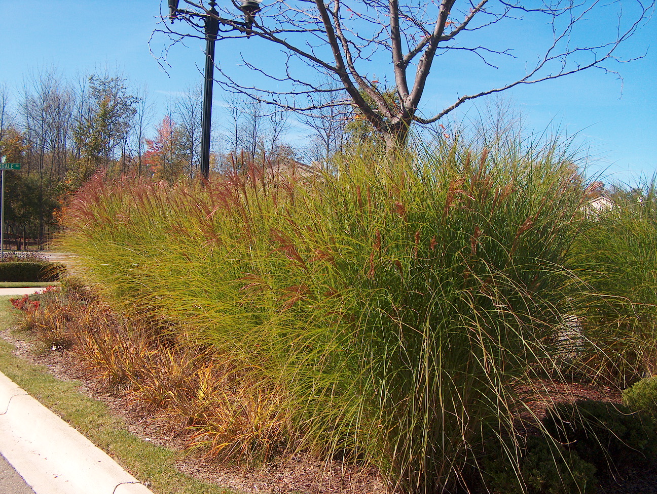 Miscanthus sinensis '  / Miscanthus sinensis ' 