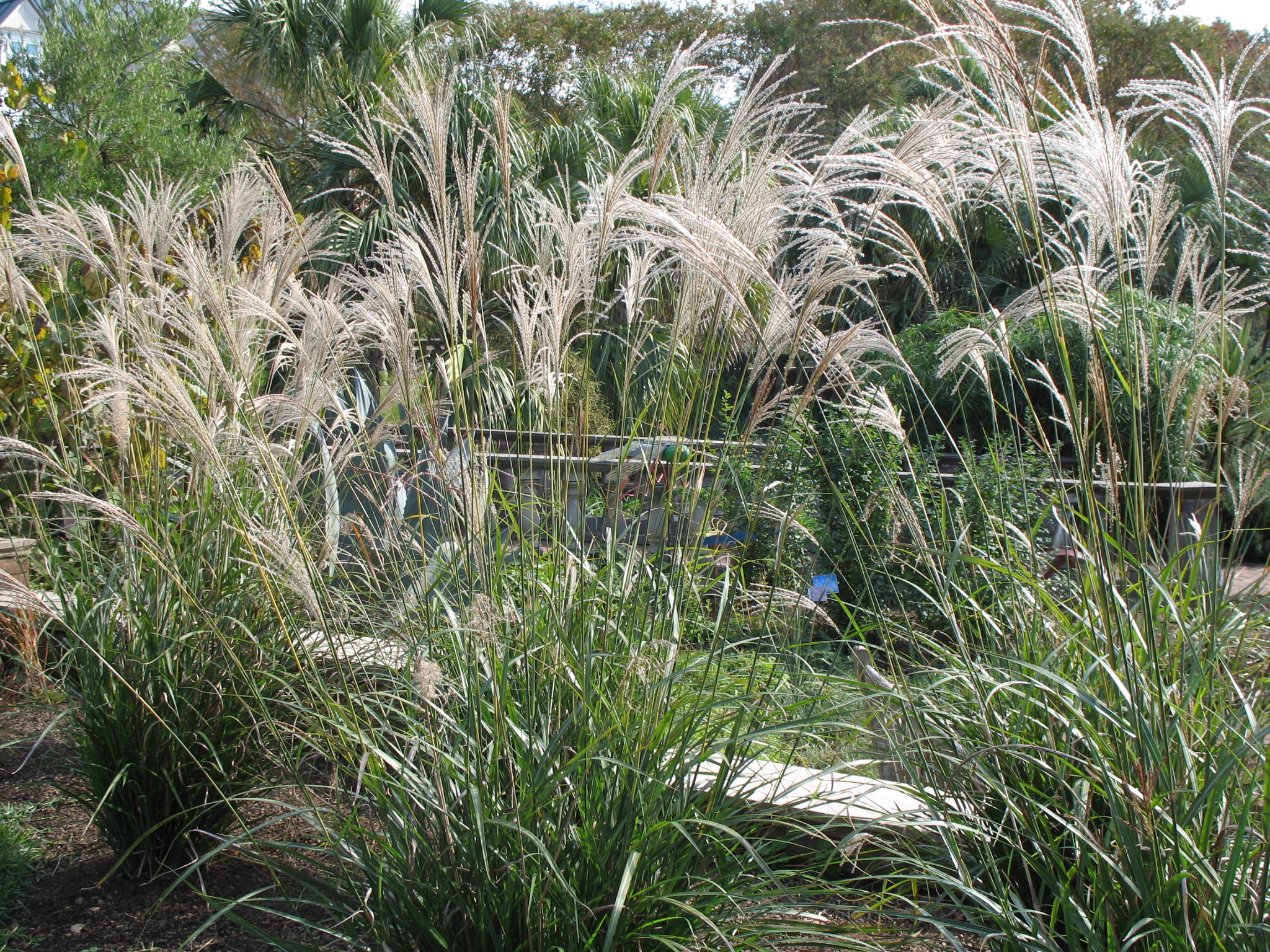 Miscanthus sinensis 'Silberfeder'  / Silver Feather Grass