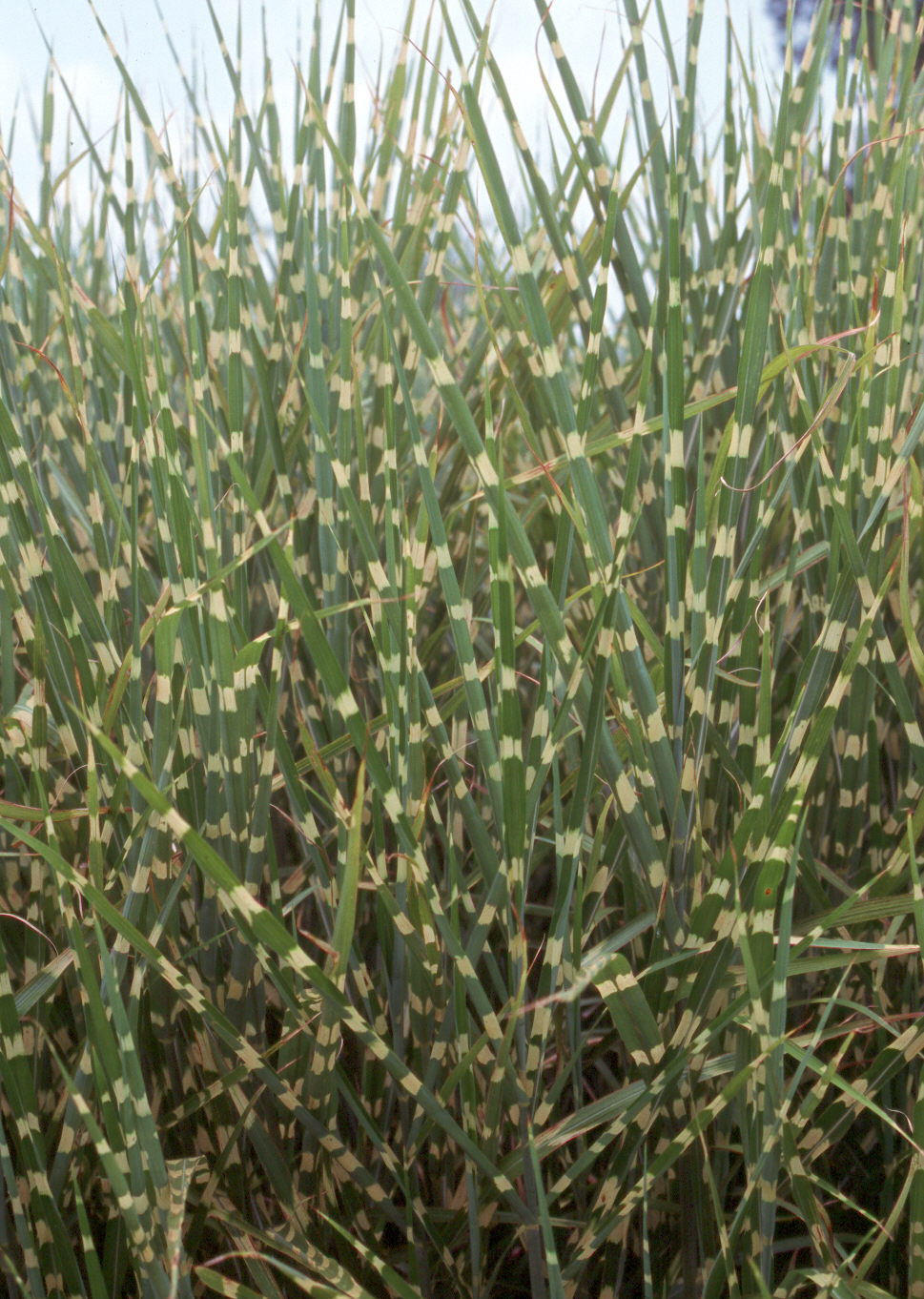 Miscanthus sinensis 'Zebrinus'  / Zebra Grass