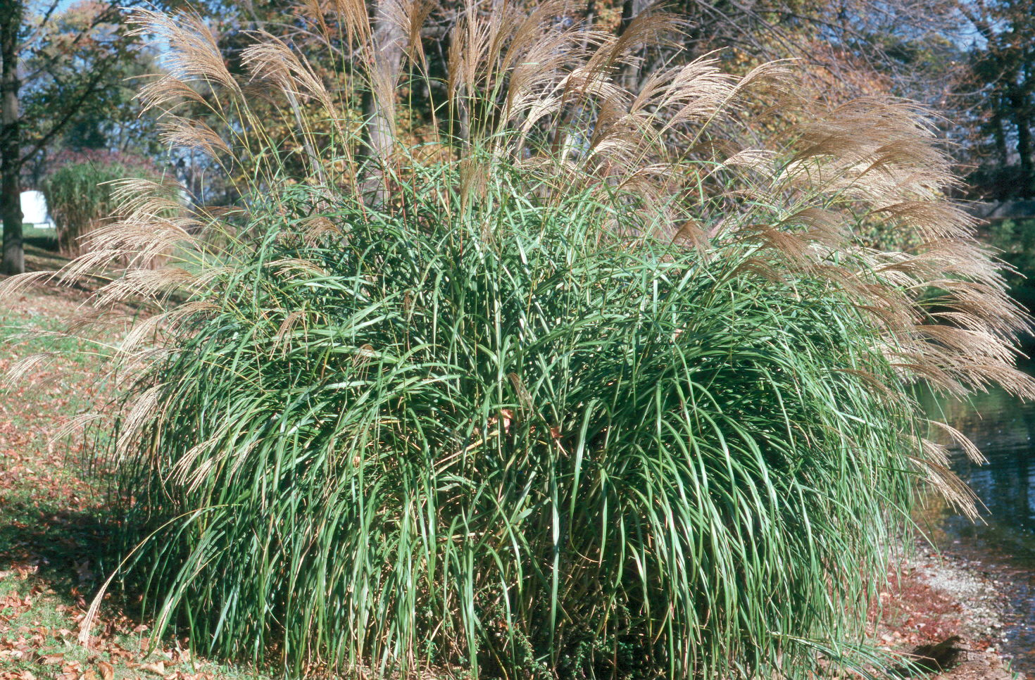 Miscanthus species  / Ornamental Grass