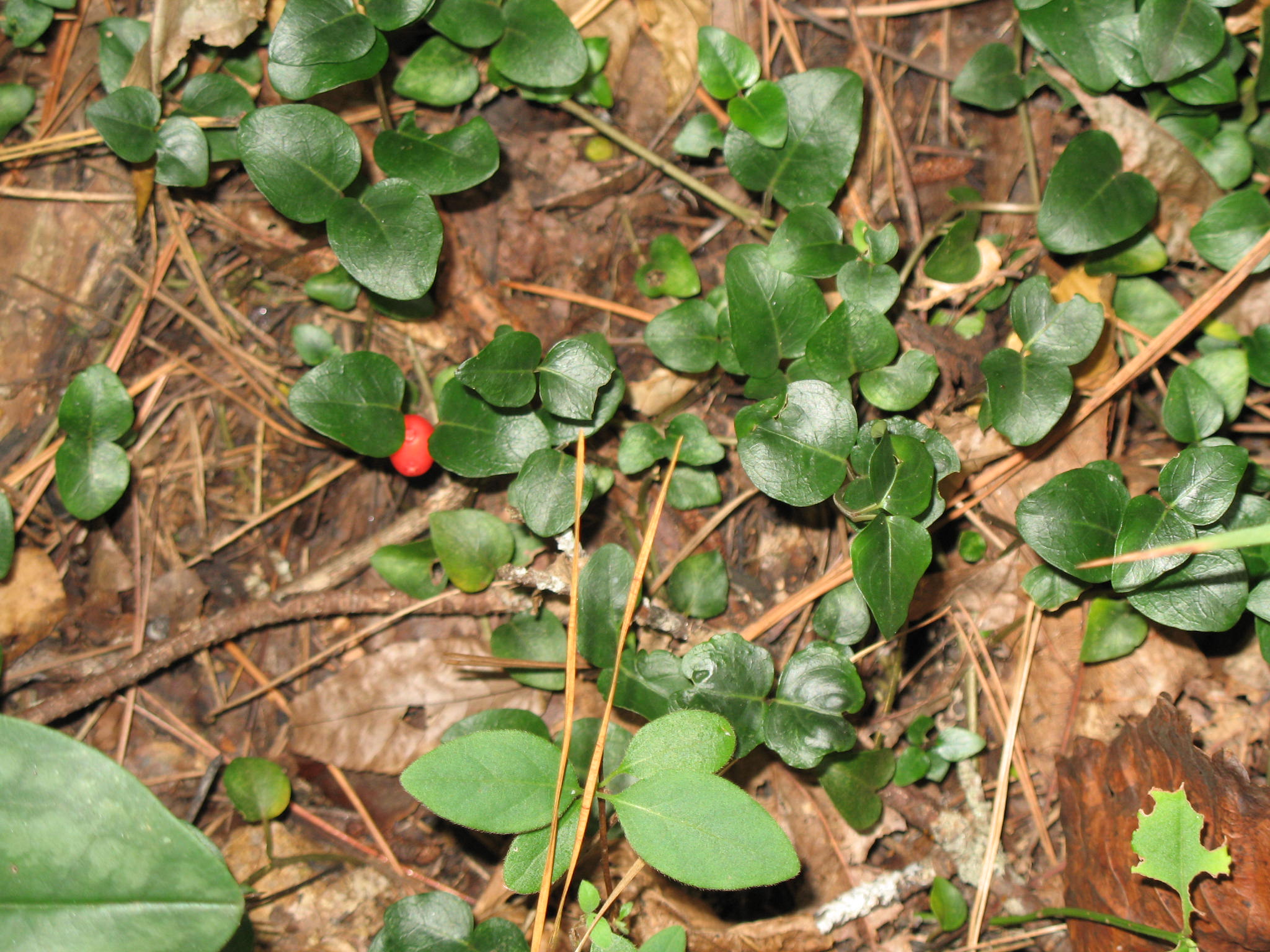 Mitchella repens  / Partridgeberry