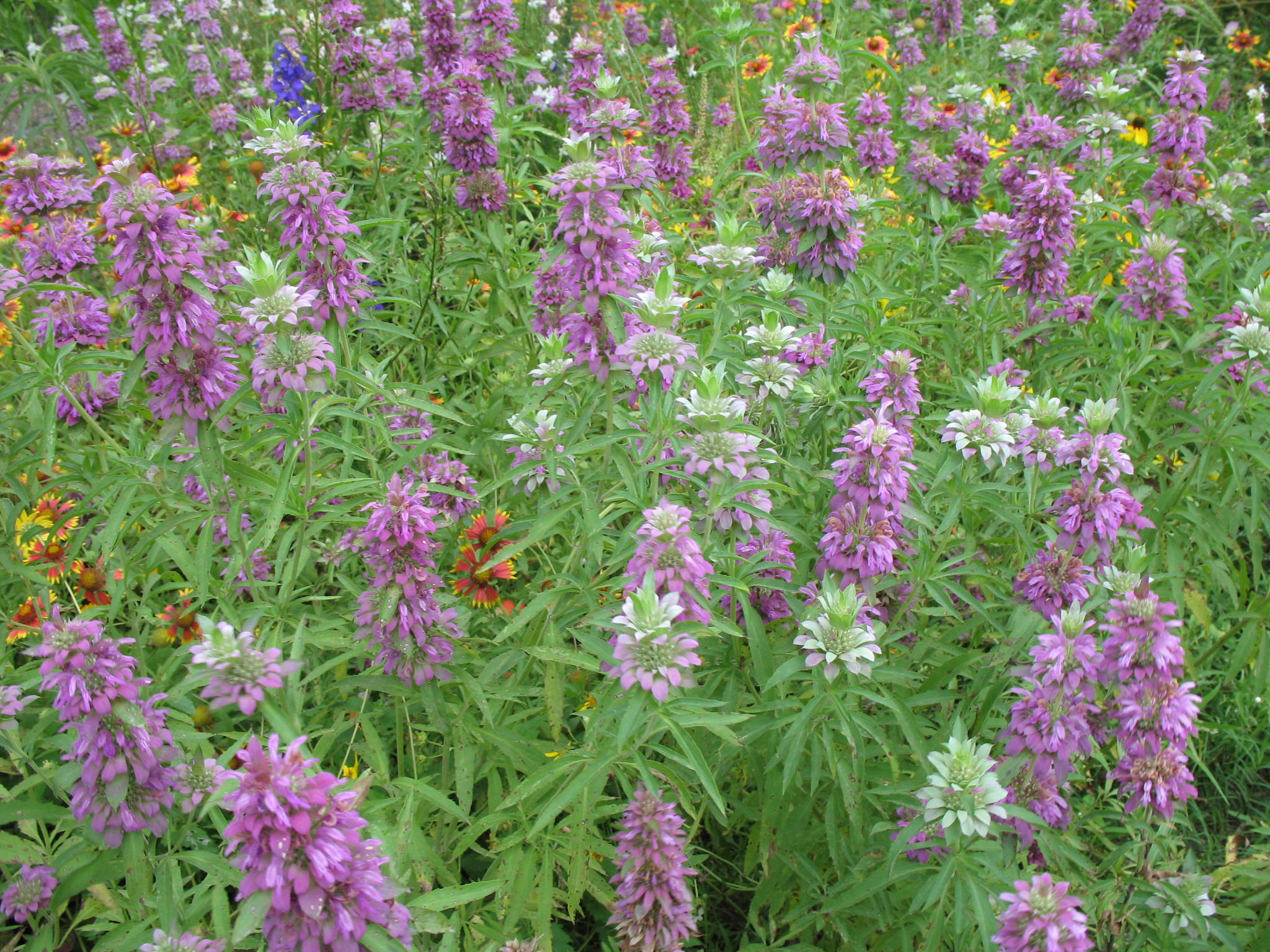 Monarda citriodora  / Lemon Horsemint