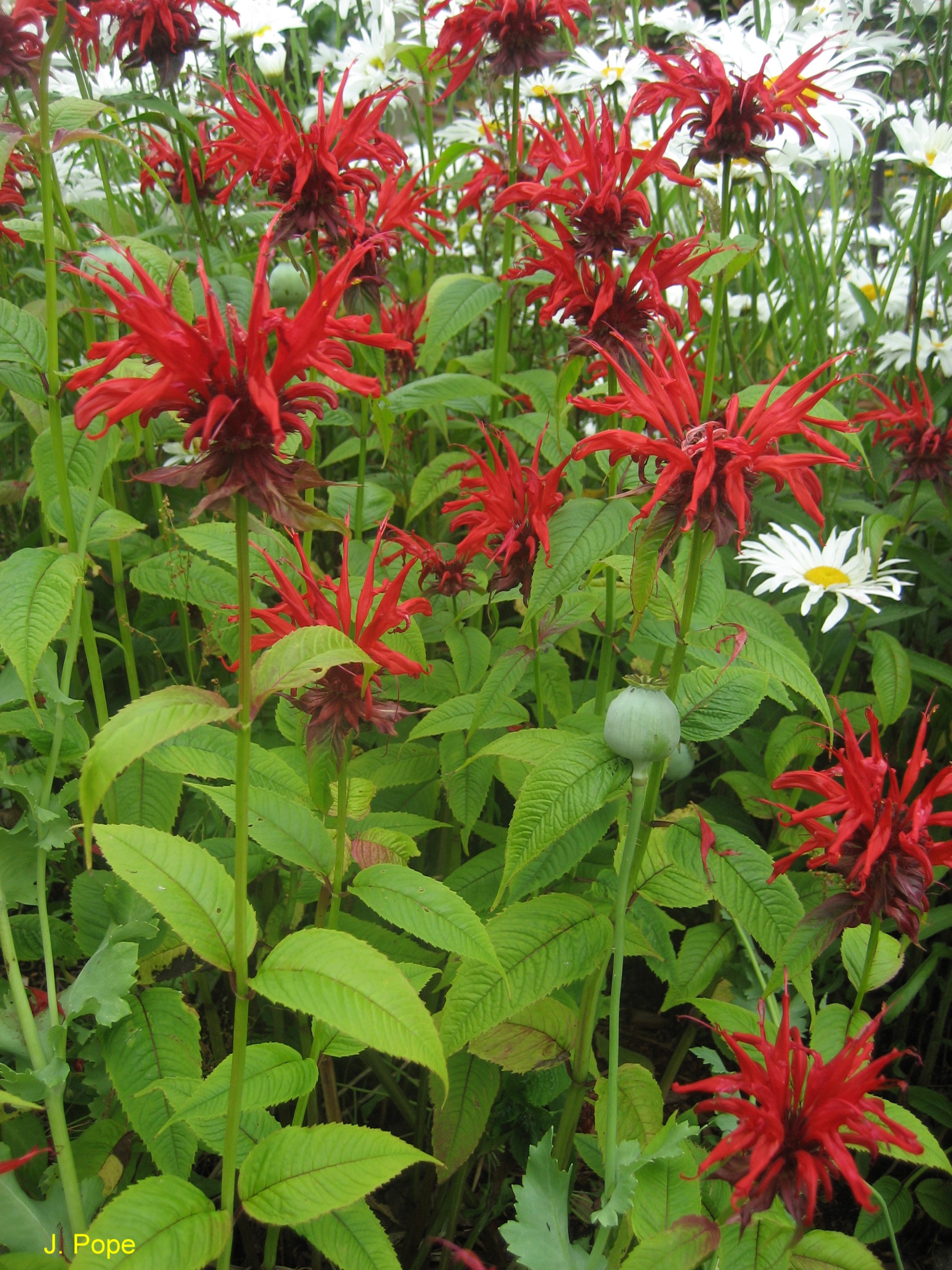 Monarda didyma  / Monarda didyma 