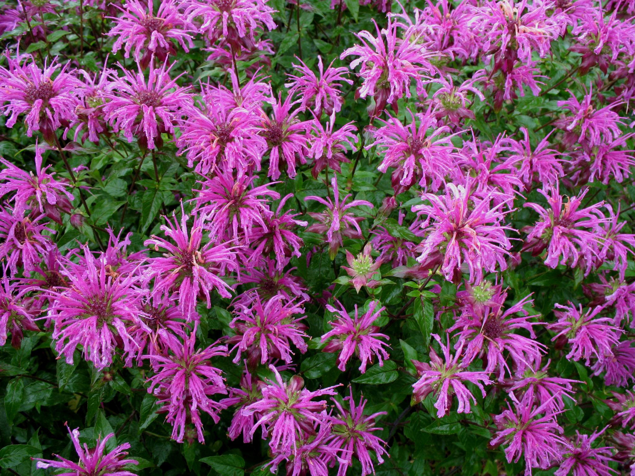 Monarda fistulosa x bartlettii 'Peter's Purple' / Monarda fistulosa x bartlettii 'Peter's Purple'