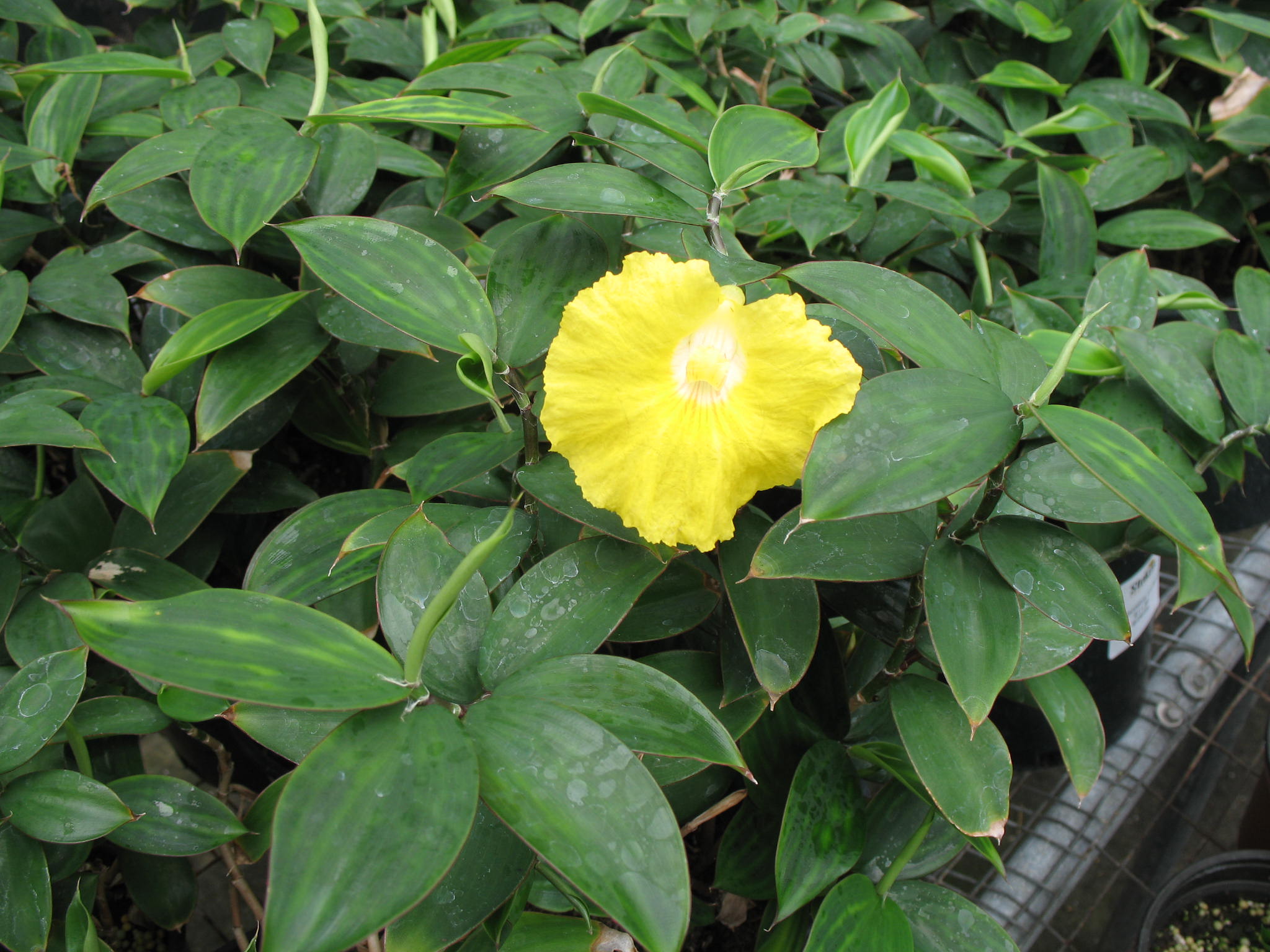 Monocostus uniflorus  / Yellow Spiral Ginger